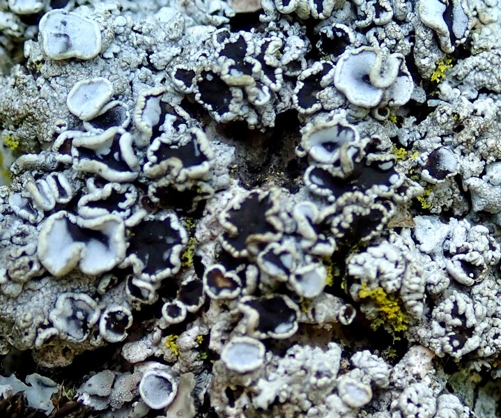 Lichene delle Prealpi trevigiane